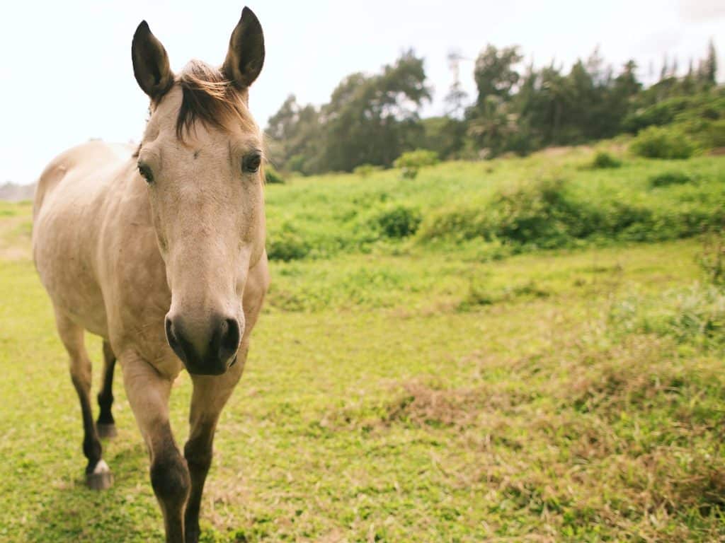 A light brown horse with a dark mane standing on a grassy field with trees in the background.