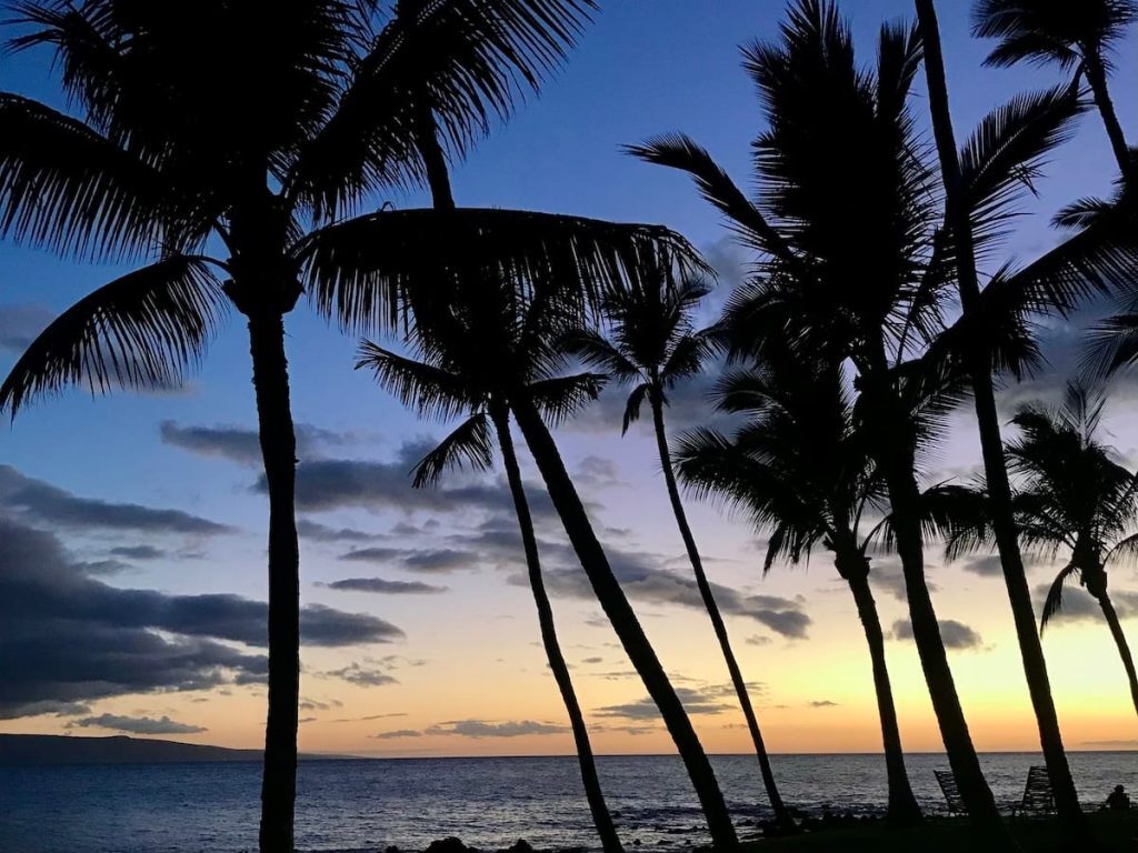 Silhouetted palm trees against a colorful sunset sky by the ocean, with shades of blue and orange.