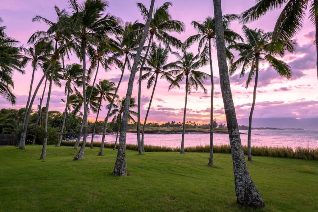 Tropical palm trees silhouetted against a vibrant pink and purple sunset sky by the ocean, with a grassy shore in the foreground.