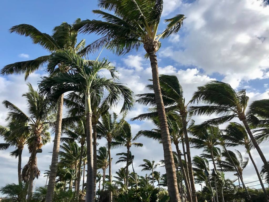 Tall palm trees swaying in the wind under a cloudy blue sky.
