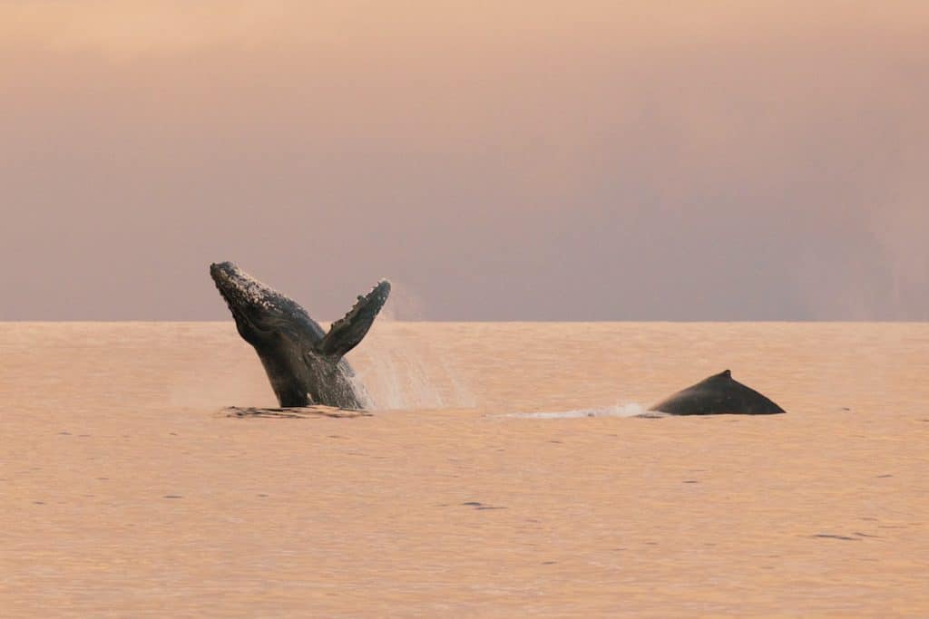 A humpback whale breaching the surface of calm ocean waters at sunset.