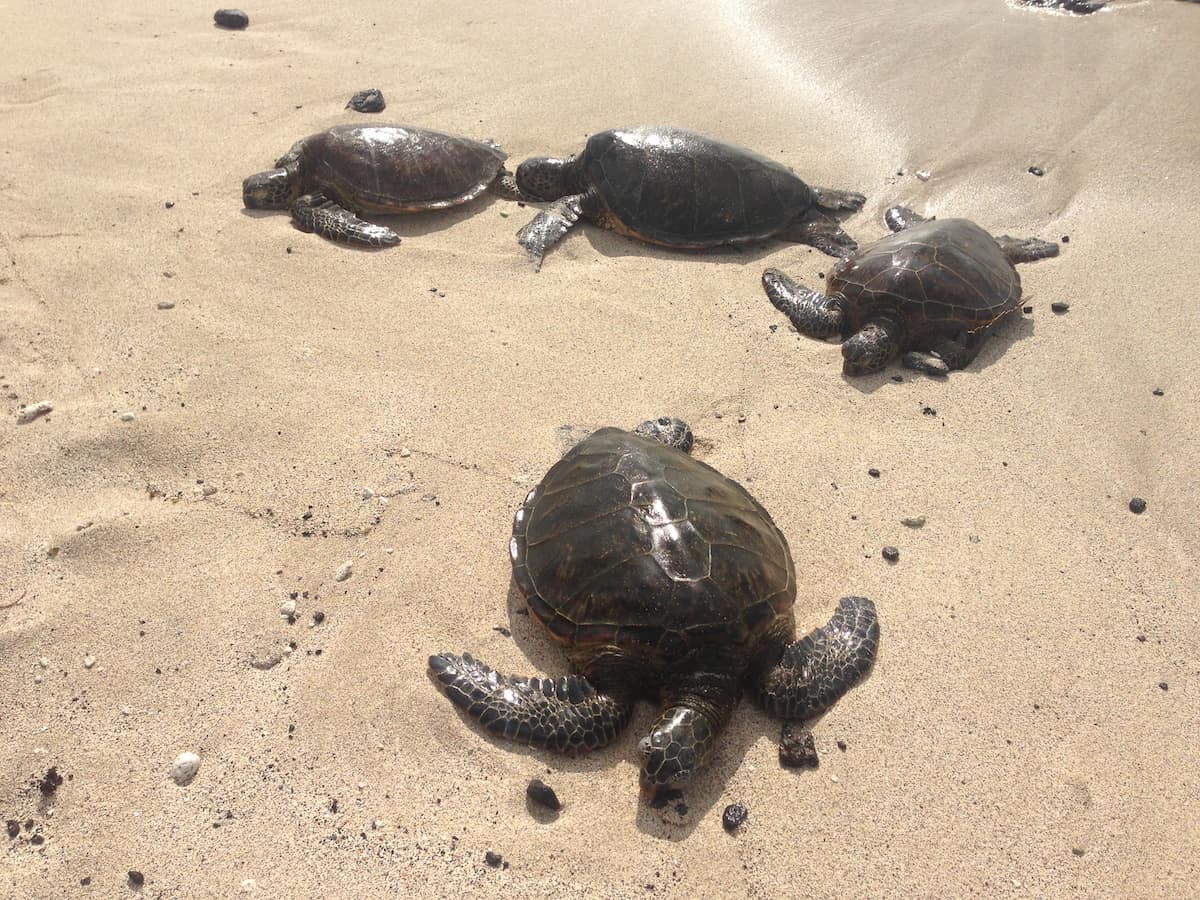 Four sea turtles resting on a sandy beach near the water's edge.